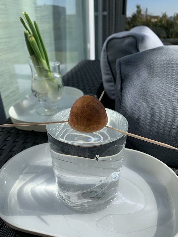 plant an avocado seed